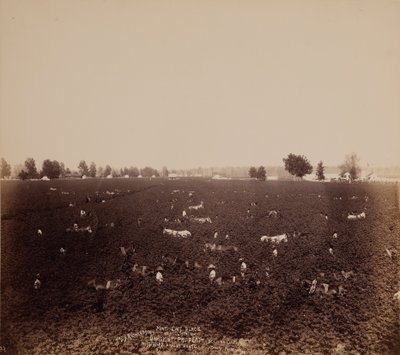 ماثيوز بليس ، محطة لوبل ، جاس. ممتلكات S. Richardsons ، شركة بوليفار ، ملكة جمال ، ميسيسيبي فالي ... بواسطة جون هورغان جونيور